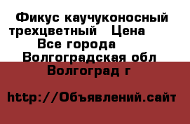 Фикус каучуконосный трехцветный › Цена ­ 500 - Все города  »    . Волгоградская обл.,Волгоград г.